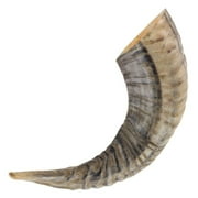 Armory Replicas Natural Decorative Ram Horn Authentic Handcrafted Home Décor Hand-polished for a Smooth and Elegant Finish Ideal for Synagogue Services, Furniture, and Decor