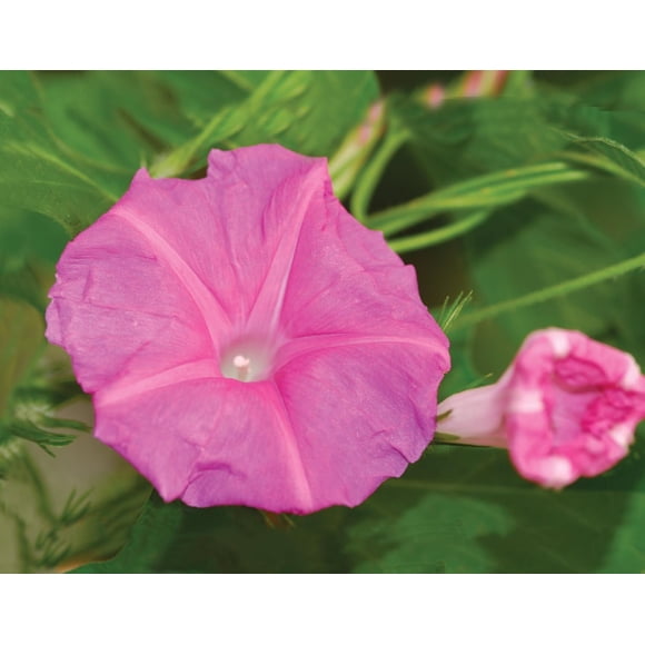 HJADGG 50 Candy Pink Morning Glory Seeds – Climbing Vine with Vibrant Blooms for Trellises, Fences & Pollinator-Friendly Gardens