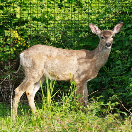 Aspectek DeerBlock, Deer Netting and Fencing (Reusable Protection For Trees and Shrubs From Animals) 7 feet x 100 (Best Deer Resistant Shrubs)