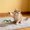 style D, variant on Realistic Bird Sound Cat Toys with Feathers, Interactive Flying Bird Cat Toy Hanging Play Design, Cat String Toy for Indoor Cats and Boredom Relief