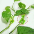 thumbnail image 3 of 120 clips de plantas para plantas trepadoras, clips de pared de plantas verdes para tracción de vides, clips de fijación de plantas, clips de plantas autoadhesivos, gancho de fijación para p, 3 of 5