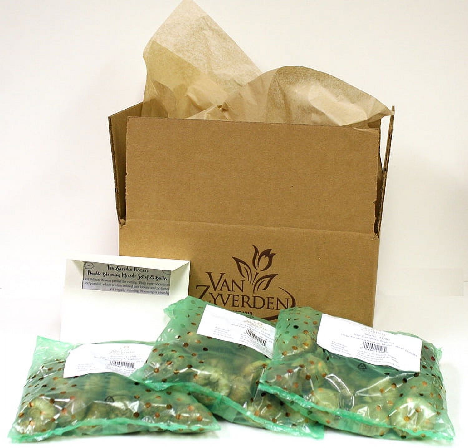 Van Zyverden Tulips Darwin Hybrid Mixture Set of 50 Mammoth Bulbs Mixed Part Sun