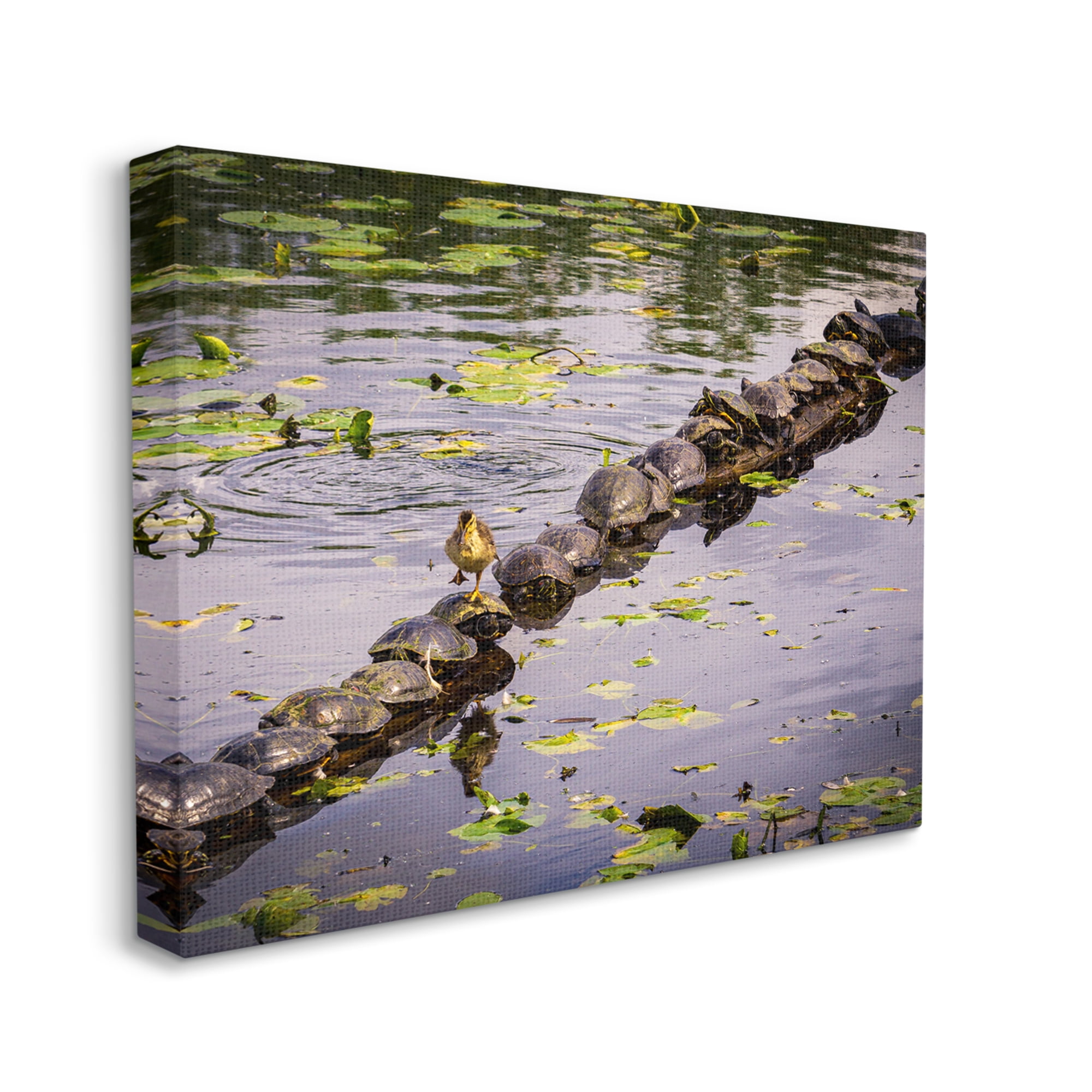 Stupell Industries Bird on Turtle Backs Landscape Photography Gallery Wrapped Canvas Art Print Wall Art, 30 x 24