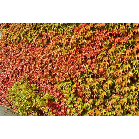 LAMINATED POSTER October Nature Fall Color Vine Leaves Colorful Poster Print 11 x