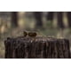 thumbnail image 5 of Gafas de Sol Suncloud Zephyr Polarizadas con Protección UV 100%, 5 of 7