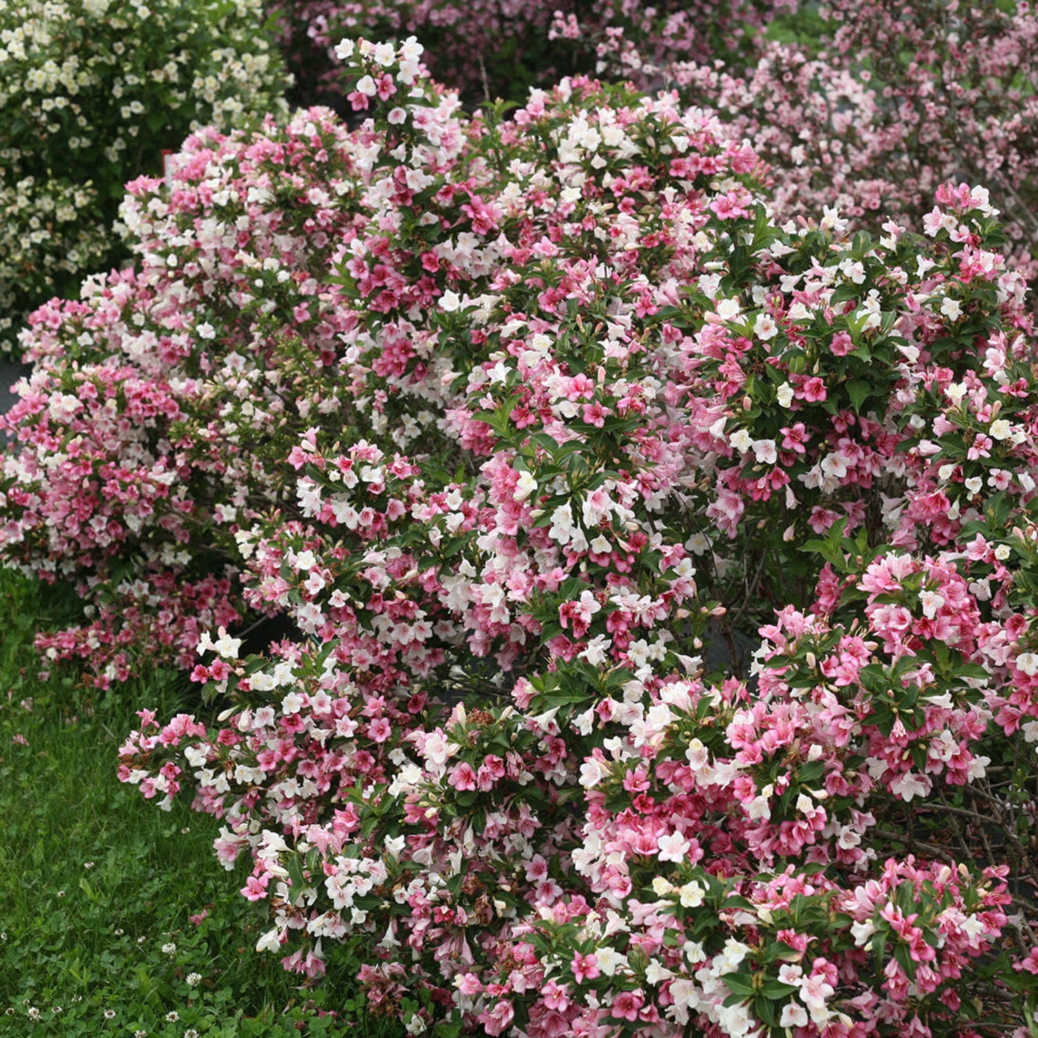 Proven Winners ColorChoice 5" Multicolor Czechmark Trilogy Weigela Live Plant in 4.5" Pot (4 Count)