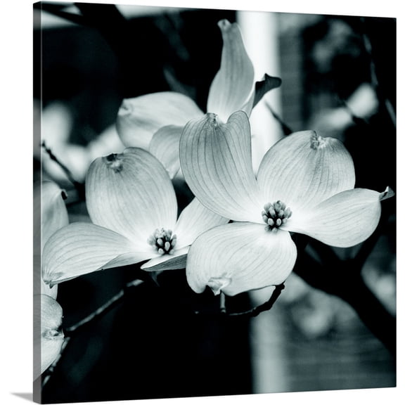Great BIG Canvas | "Dogwood Blossoms Black and White II, Square" Canvas Wall Art - 20x20