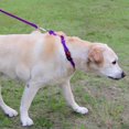 thumbnail image 4 of HAHDAXIA Collier Martingale pour Chiens avec Boucle à Dégagement Rapide, Collier Réfléchissant Robuste pour Chiot pour la Sécurité, Colliers en Nylon Ajustables pour Chiens Moyens pour la Marche et l'Entraînement, Violet, m, 4 of 7