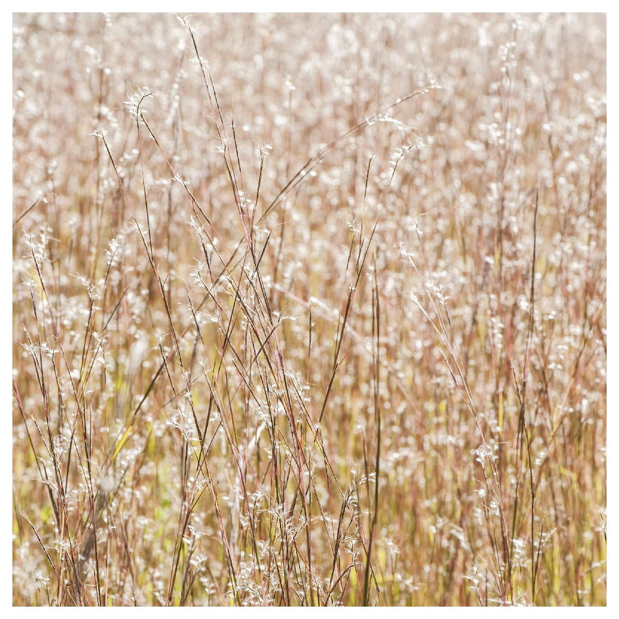 Everwilde Farms - 1 lb Little Bluestem Native Grass Seeds - Gold Vault Bulk Seed Packet