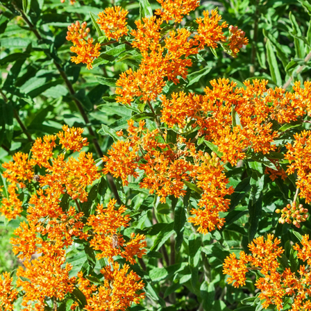2 Orange Butterfly Milkweed Plants Live, Tropical Milkweed Live Plants, Asclepias Tuberosa Plants, 4-9" Height for Outdoor Plantin