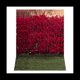 thumbnail image 2 of Pared de Flores Multifuncional 210X150Cm Fondo de FotografíA Rosa DecoracióN de Fiesta de Boda Fondos de FotografíA 3D, H5, 2 of 5