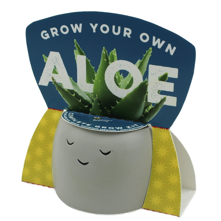 Buzzy Peaceful Aloe Succulent Ceramic Grow Kit - Walmart.com