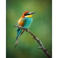 thumbnail image 2 of Rozehnal, Jan 26x32 White Modern Wood Framed Museum Art Print Titled - The European Bee-Eater (Merops Apiaster), 2 of 4