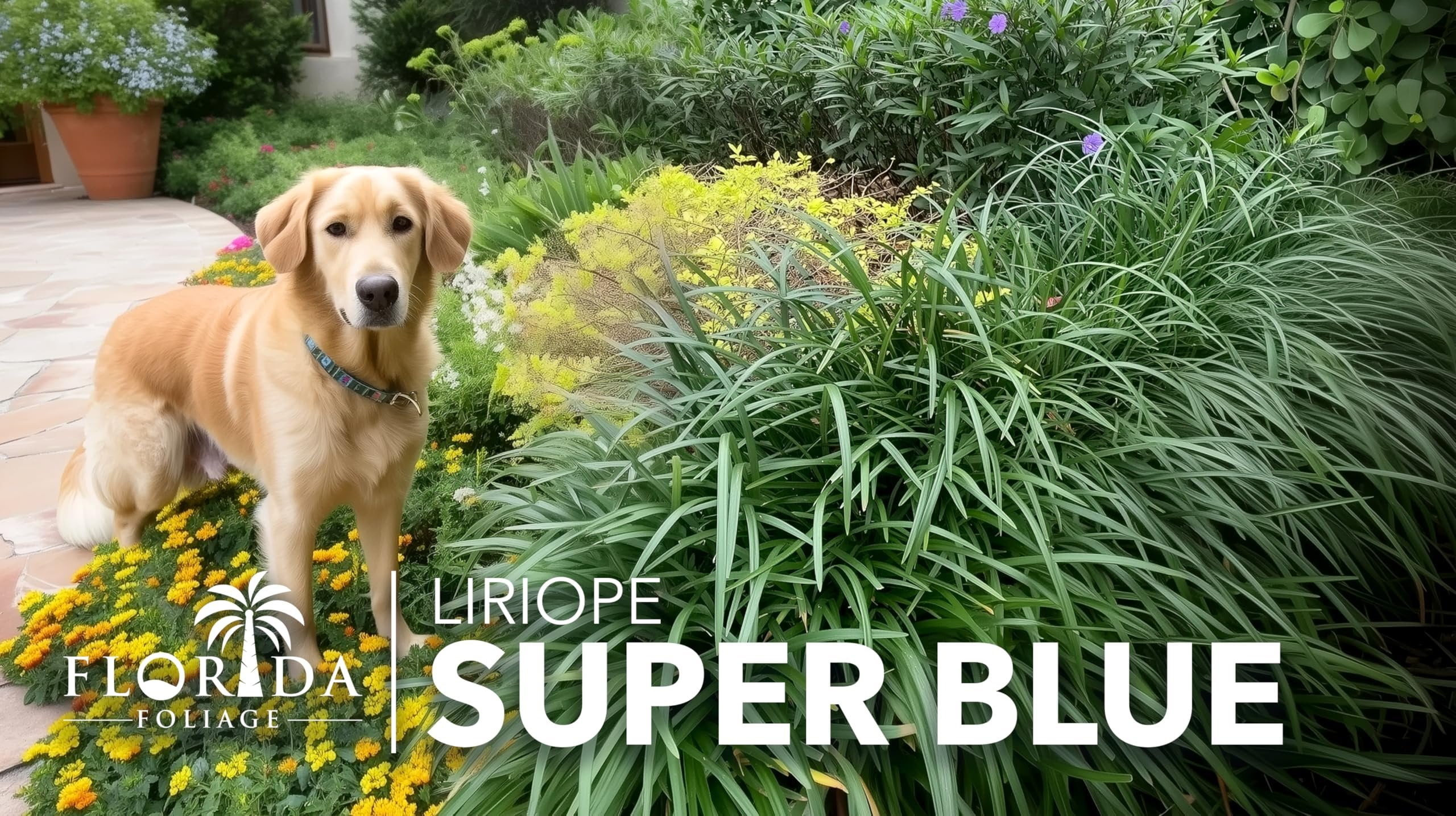 Super Blue Liriope  3 Live Plants  Liriope Muscari  Ideal for Borders and Ground Cover  Hardy and Low-Maintenance