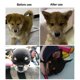 thumbnail image 2 of Dog Ear Stand - Dog Ear Support Patch Fixed Support Correction Vertical Tool, 2 of 5