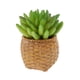 thumbnail image 3 of Adorno Hogar Artificial Perfecl plantas suculentas Plástico, 3 of 8