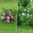 thumbnail image 2 of ABORON 3 Pack Garden Trellis for Climbing Plants, 17.7" x 47.2" Metal Rustproof Black Peony Cage, Outdoor Indoor Flowers Potted Obelisk Trellis for Cucumber Vine Lily Rose Plant Support, 2 of 8