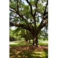 thumbnail image 2 of Hausenflock, Alan 11x14 Black Ornate Wood Framed with Double Matting Museum Art Print Titled - Charleston Oaks VI, 2 of 4