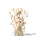 thumbnail image 5 of Uniquewise 40-Pcs Natural Dried Billy Ball Craspedia Flowers Bouquet for Home Party & Wedding Décor Real Buttons for Tall Vases Floral Arrangements DIY Crafts Centerpieces & Wreath Accents Off White, 5 of 8