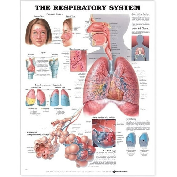 The Respiratory System Anatomical Chart (Other)