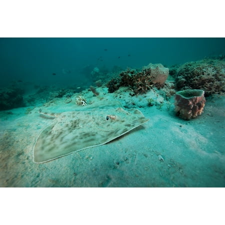 A Southern Stingray rests on the sandy bottom of a reef at 90 feet deep in Gulf waters eight miles off the coast of Panama City Florida Poster