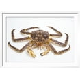 thumbnail image 2 of Red King Crab, Animals Scenic Framed Art Print Wall Art by David Nunuk Sold by Art.Com, 2 of 6