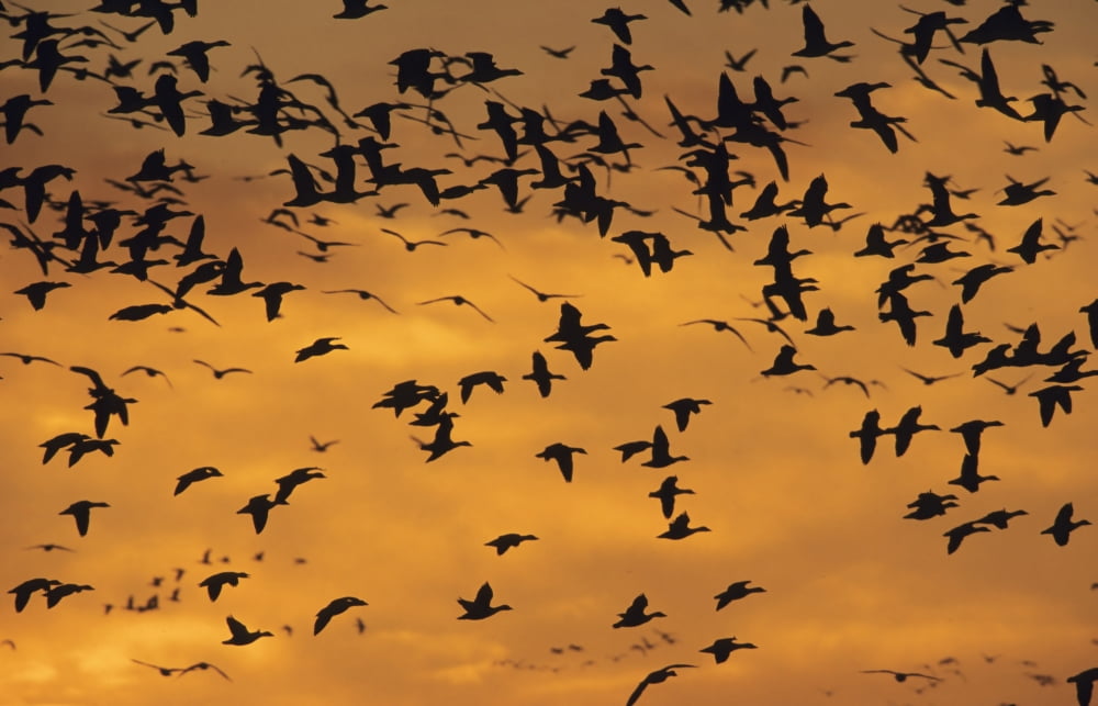 After They Fed In Corn Fields All Day Long Hundreds Of Snow Geese Fly Back To The Place Where They Spend The Night Chen Caerulescens La Baie Du Febvre Province Of Quebec Canada Canvas Art - Philippe H