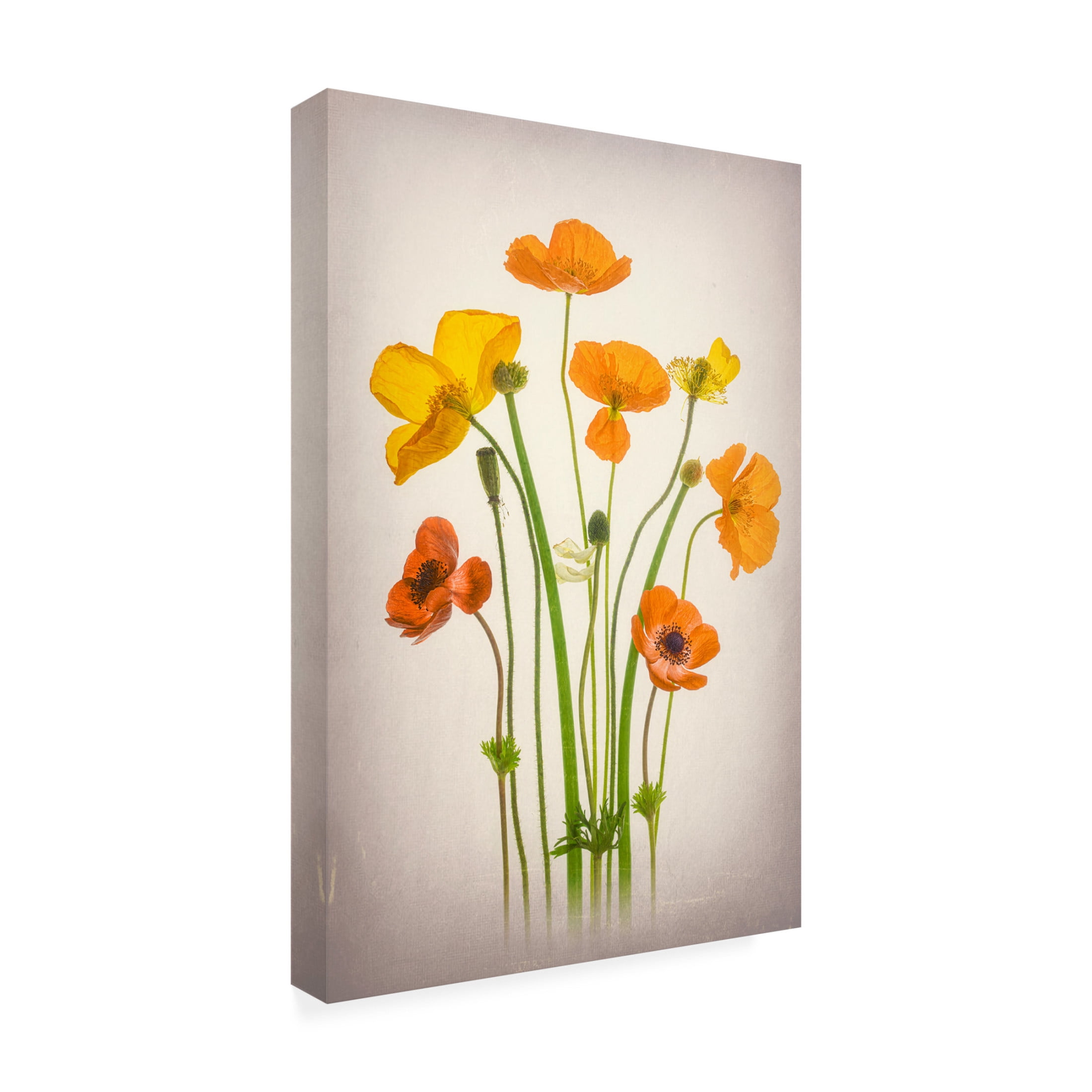 Trademark Fine Art Lydia Jacobs Delightful Poppies Canvas Wall Art