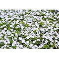 thumbnail image 2 of Seedville 50 Dwarf White Impatiens Flower Seeds, 2 of 7