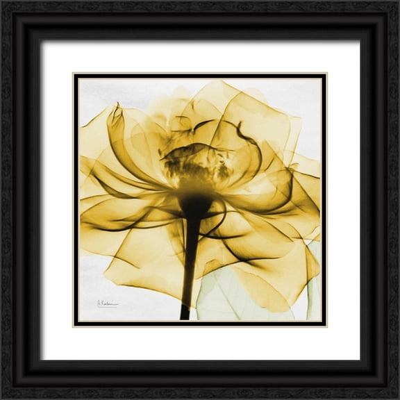 Koetsier, Albert 26x26 Black Ornate Wood Framed with Double Matting Museum Art Print Titled - Golden Rose