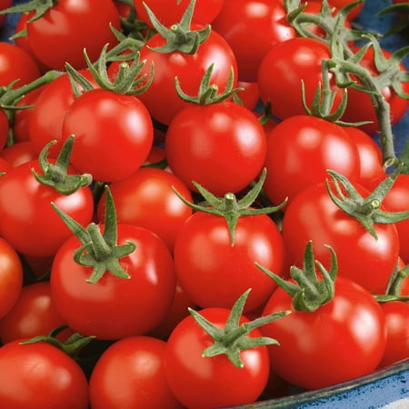 Fox Cherry Tomato Seeds - 1 Oz ~6800 Seeds - Non-GMO - Vegetable Garden - Solanum lycopersicum