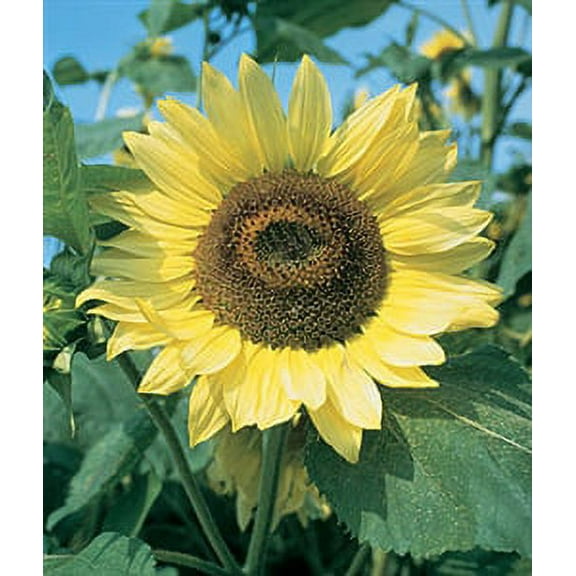 Sunflower Lemon Queen Seed - 1 Packet