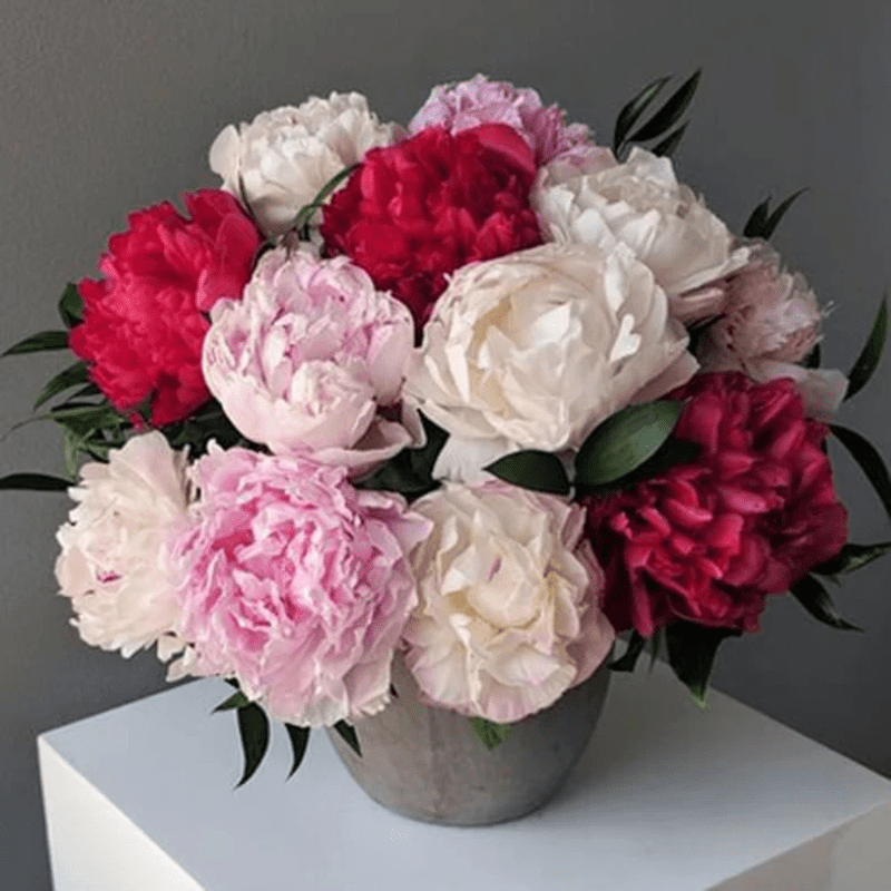 10 Mixture Super Sak Peony Seeds, Paeonia