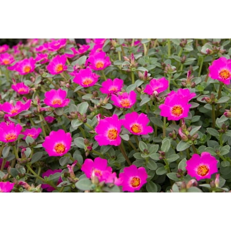 Delray Plants Purslane (Portulaca oleracea) Easy to Grow Live Annual Plant, 6-pack, Pink