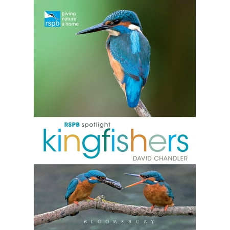RSPB Spotlight Kingfishers (Best Birding Spots In Usa)