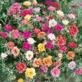 thumbnail image 2 of Drought Tolerant Moss Rose Sundial Ground Cover Plant Seed Mix - 500 Seeds, 2 of 3