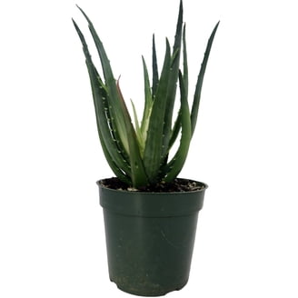 Aloe Vera Live Indoor Real Plant in 2.5"" Pot - Medicine Plant/Burn Plant/Miracle  Plant" - Walmart.com