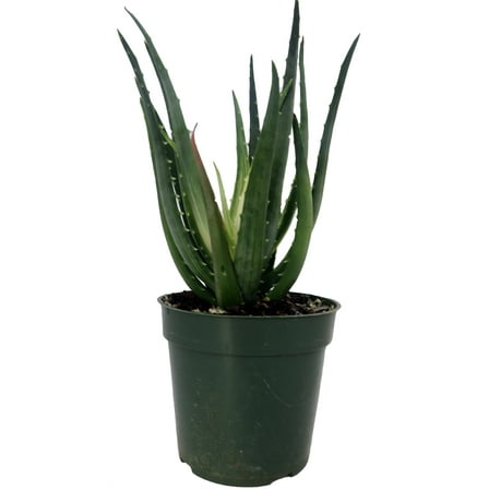 Solar Flare Aloe Plant - 4" Pot