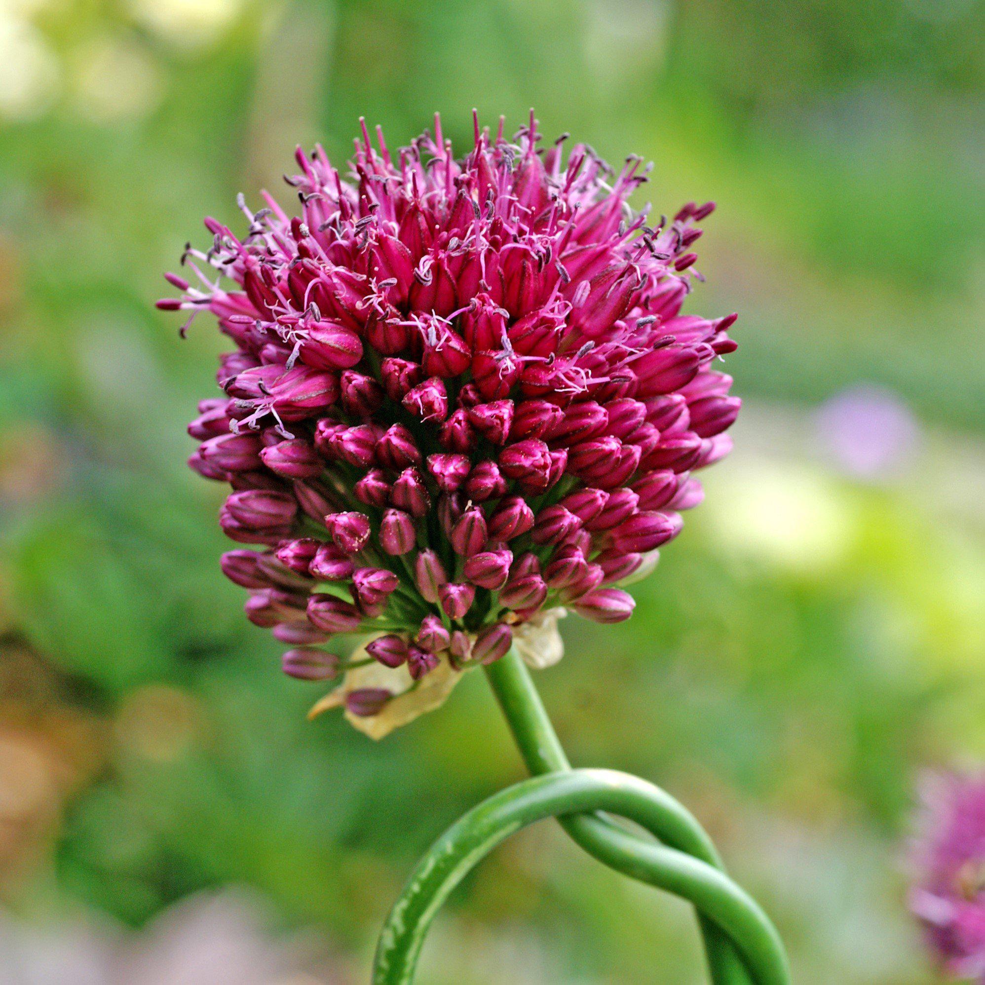 Allium sphaerocephalon (Drumstick) (20 Bulbs) Purple from Easy to Grow Bulbs - image 3 of 4