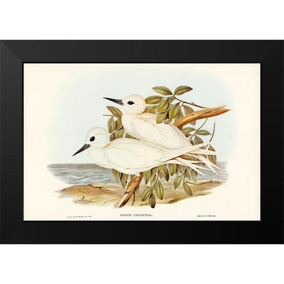 Gould, John 14x11 Black Modern Framed Museum Art Print Titled - White Tern-Gygis candida