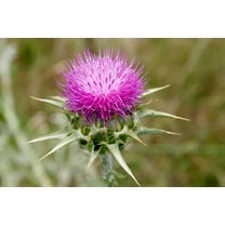 75 Milk Thistle Seeds - Organic - Silybum marianum - Culinary and Medicinal