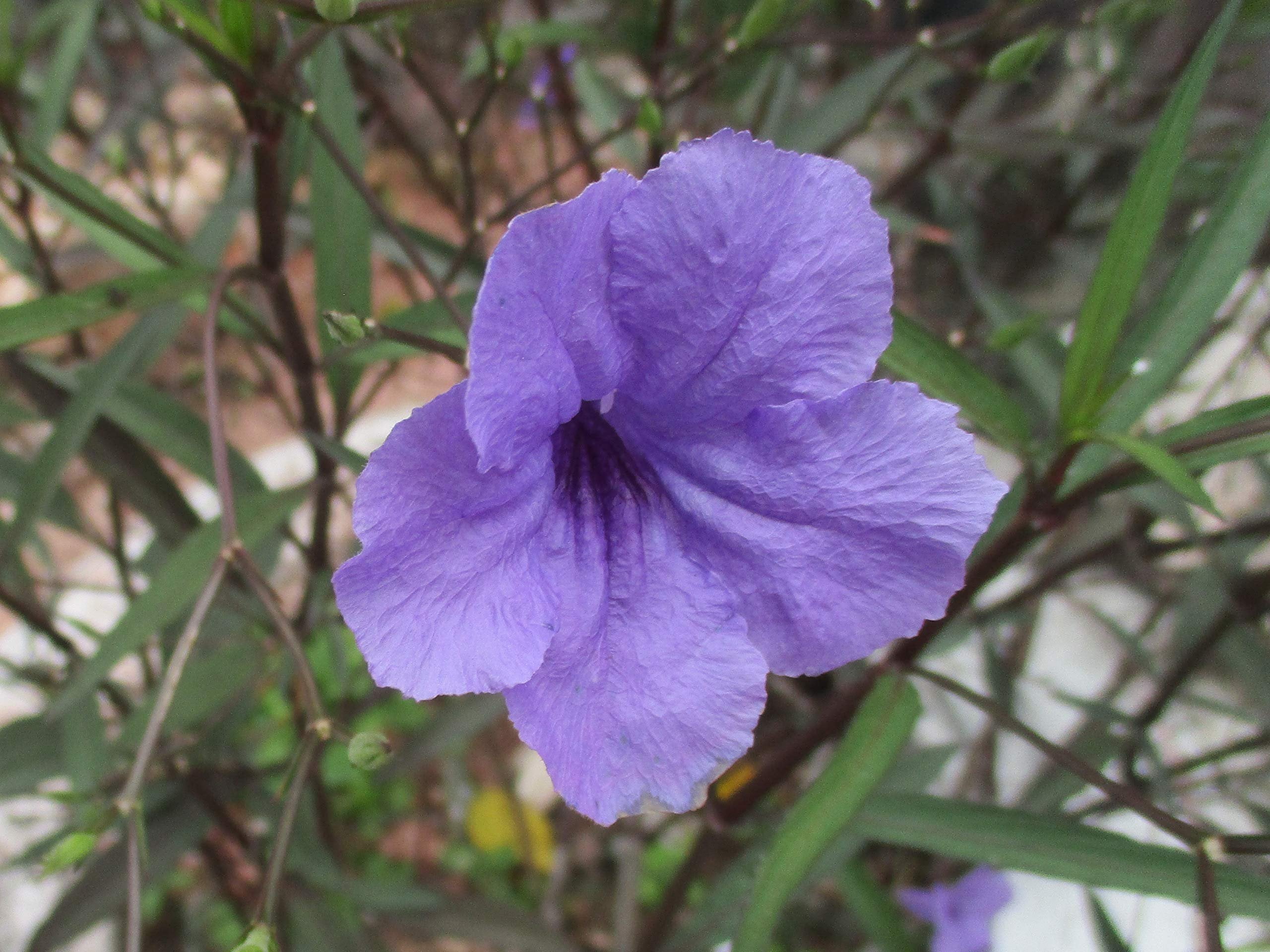 Mexican Petunia  10 Live Plants  Ruellia Tweediana 'Purple Showers'  Fast Growing Perennial Plants  Vibrant Purple Blooms for Landscaping