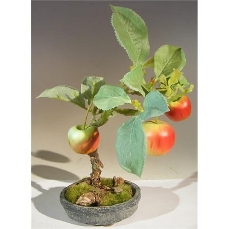Bonsai Boy e3372 Artificial Apple Bonsai Tree