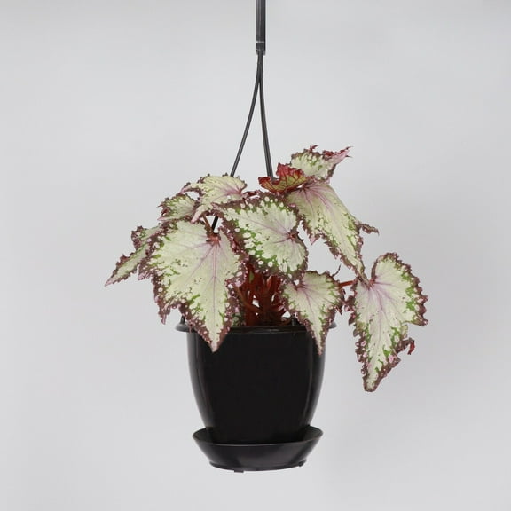 Live Rex Begonia Plant - 4" Plastic Hanging Pot - Black