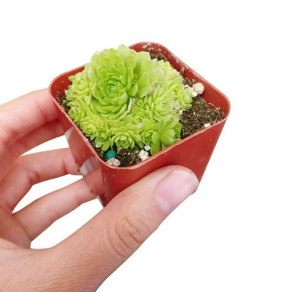 Rosularia Platyphylla (2"  Plastic Pot) - Tiny, Lovely, Easy to Care Succulent for Beginners - Live Healthy Rosette Succulent for Home Office
