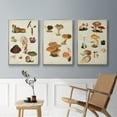 thumbnail image 5 of Mushroom Species IV - Framed Premium Gallery Wrapped Canvas L Frame 3 Piece Set - Ready to Hang, 5 of 9