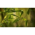 thumbnail image 2 of Crane, Rita 32x20 White Modern Wood Framed Museum Art Print Titled - Bamboo Afternoon XII, 2 of 4