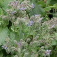 thumbnail image 3 of Borage Plant, (Borago officinalis) 2.5 inch pot, 3 of 5