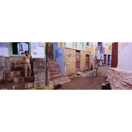 Boy and a bull in front of building Jodhpur Rajasthan India Stretched Canvas - Panoramic Images (18 x (Best Bull In India)