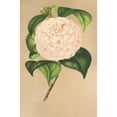 thumbnail image 2 of Charles Antoine Lemaire 13x18 Gold Ornate Wood Frame and Double Matted Museum Art Print Titled - Camellia Veslo Dell 'Arno (1854-1896), 2 of 4